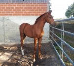 hanoverian-stallion-foals-chestnut-red-dressagehorses-sulingen-1486506_4~2.jpg
