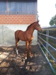 hanoverian-stallion-foals-chestnut-red-dressagehorses-sulingen-1486506_4.jpg