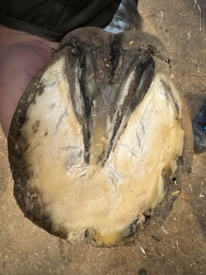 Thrush, Sheared heels, hoof imbalance - Lameness | Page 3 | Horse and ...