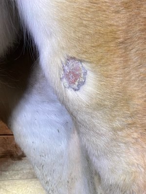 Ideas on what this is? | Horse and Hound Forum