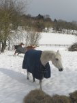 Horses snow.jpg