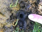 Dung beetle hole small.jpg