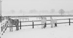 ponies in the snow.jpg