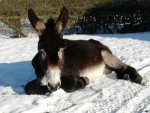 Donkey sunbathing in snow (600 x 450).jpg