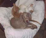 puppy and kittens in bed 001.JPG