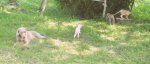 puppy and cats in field 012.JPG