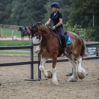 Horse Rugging Temperatures Prohorse