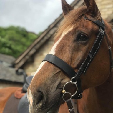 frontline spray for horses