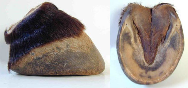 feral-horse-hoof.jpg