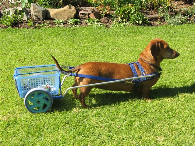daxchshund-carting.jpg