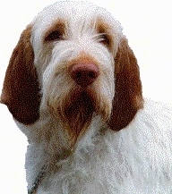 spinone.jpg