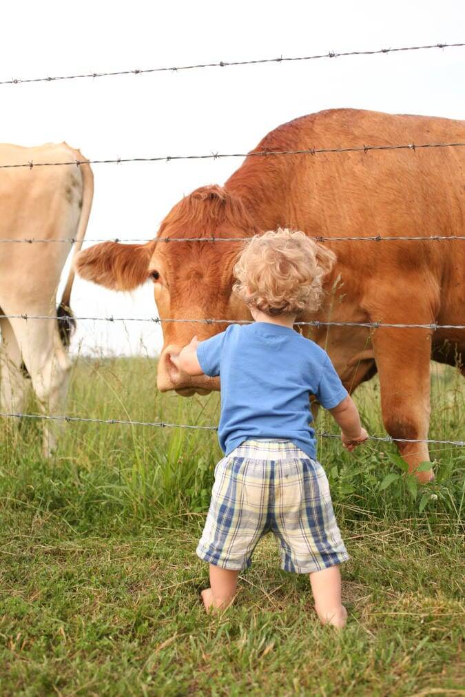 theeverydayfarmhouse.com