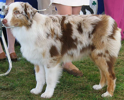 australian_shepherd_h04.jpg