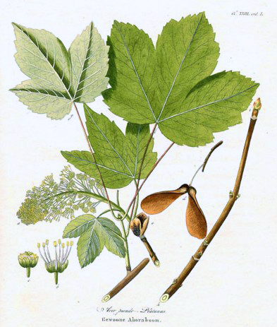 Acer_pseudoplatanusAA.jpg