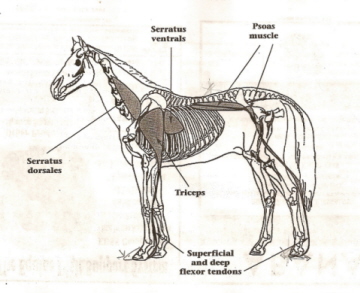 horse_anatomy.jpg