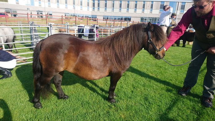 www.shetlandponystudbooksociety.co.uk