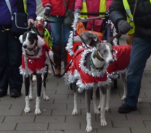 chester-christmas-greyhounds.jpg