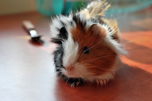 alex-gaskarth-cute-fluffy-guinea-pig-hamster-Favim.com-247484.jpg