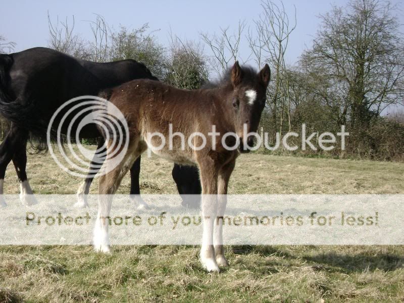 Guess the Foaly! (as requested)
