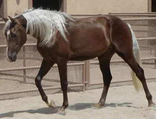 silver-dapple-chocolate-palomino.jpg