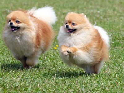 pomeranian-1.jpg