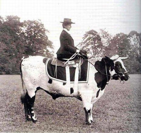 cow-sidesaddle.png