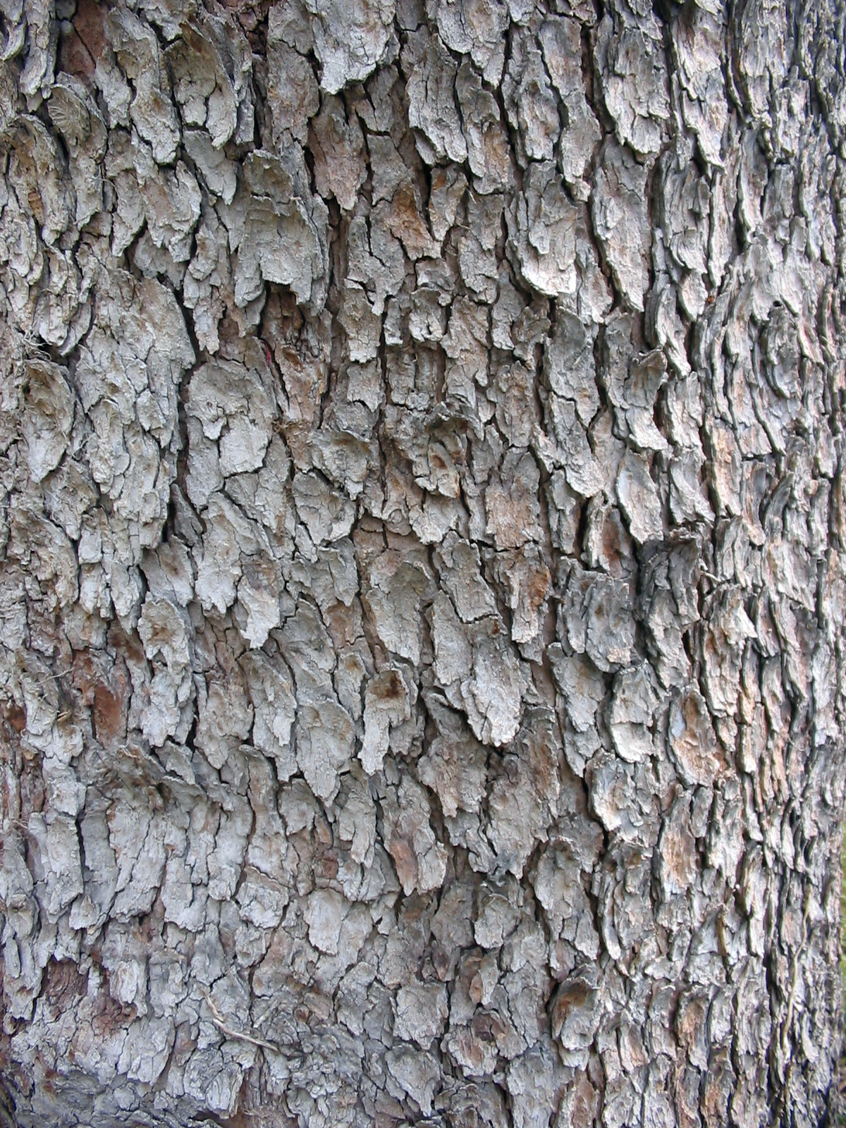 Acer_pseudoplatanus_textura_del_tronco.jpg