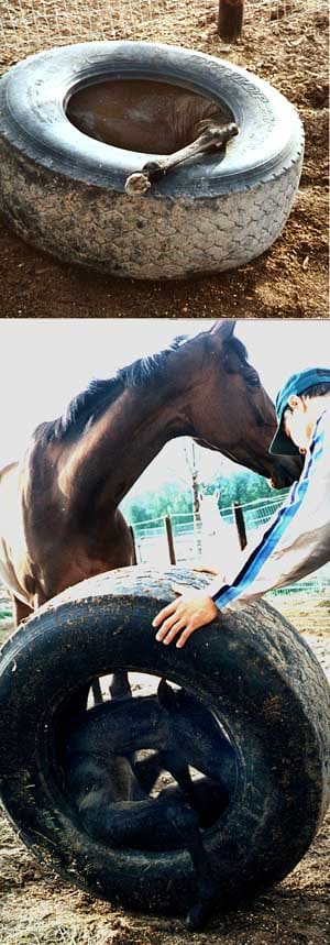 foal_in_tyre.jpg