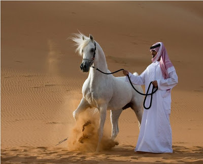arabian+horse2.bmp
