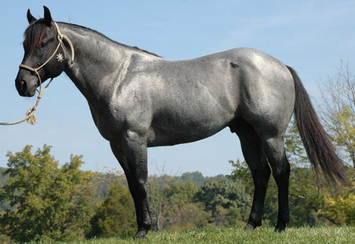 roan-horse.jpg