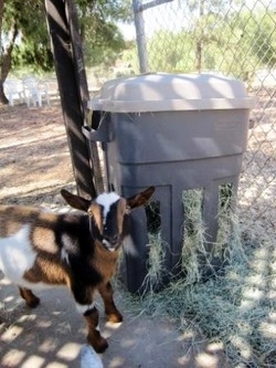 Trash-Can-Hay-Feeder11.jpg