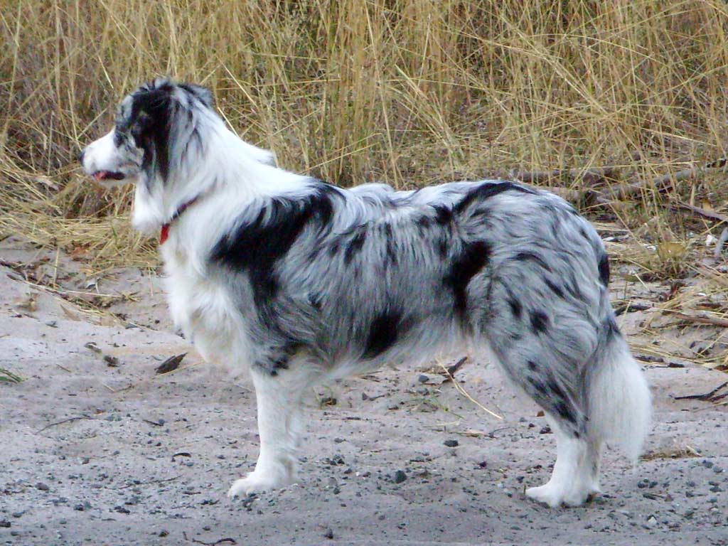 Blue_merle_Border_Collie.jpg