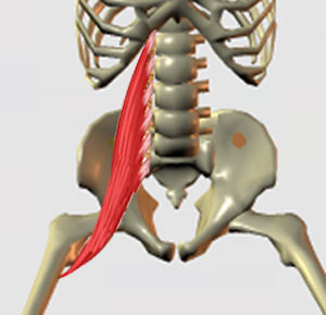 psoas.jpg