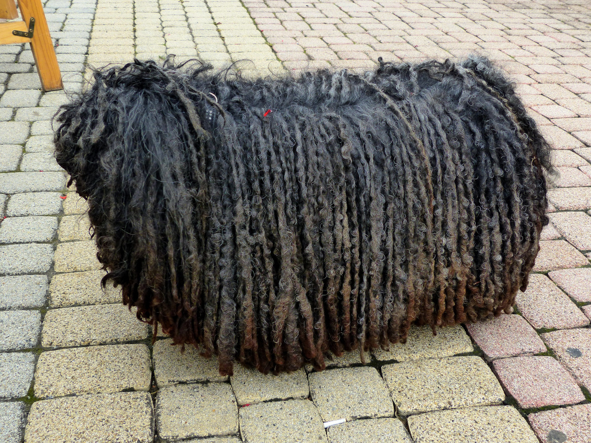 dog_rasta_braids_shaggy_mop_stool_black_are_funny-533453.jpg!d