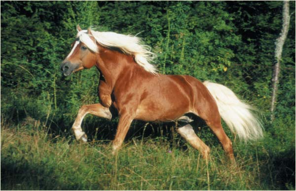 Haflinger_Stallion_by_Scarlettmare.jpg