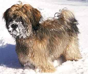 tibetan_terrier.jpg
