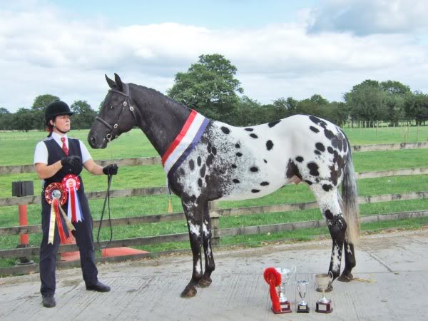 Appaloosa%20Show%20Stallion.jpg