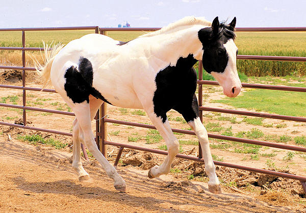 1-tobiano-paint-horse-cheryl-poland.jpg