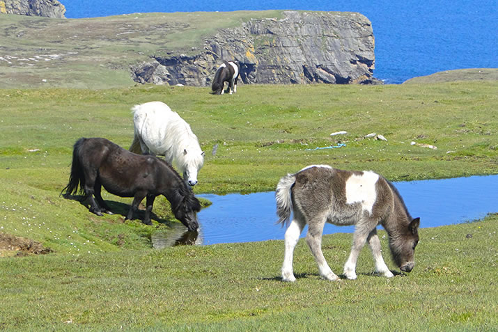 Shetland-pony-Pippa-in-foreground.jpg