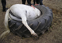 Pony-in-tyre.JPG