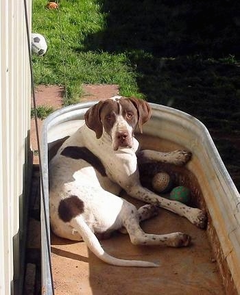 English_Pointer_pilot_in_tub_3.JPG