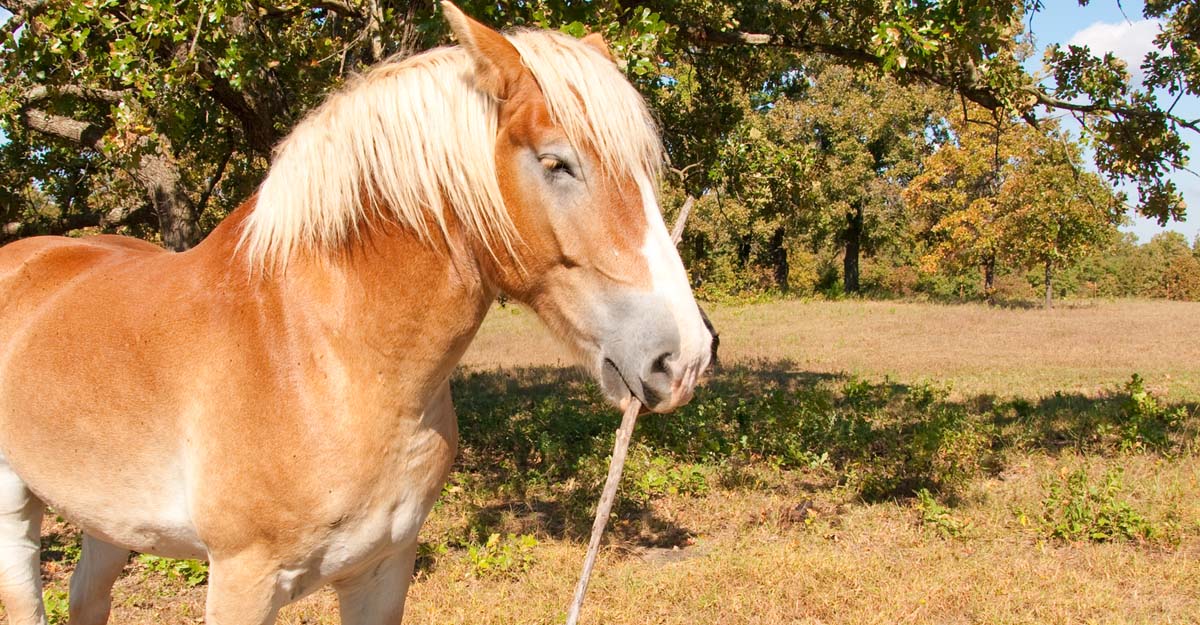 horsesandpeople.com.au