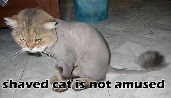 shaved-cat-1.jpg