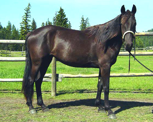 smoky-black-horse.jpg