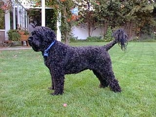 portuguesewaterdogstand.jpg