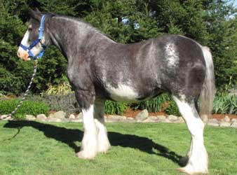 clydesdale-roan3.jpg