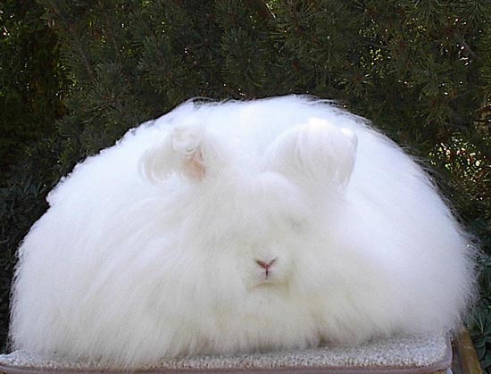 very fluffy bunny