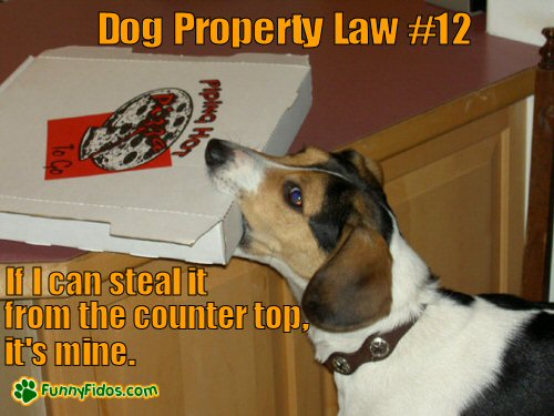 funny-dog-picture-property-law-12.jpg