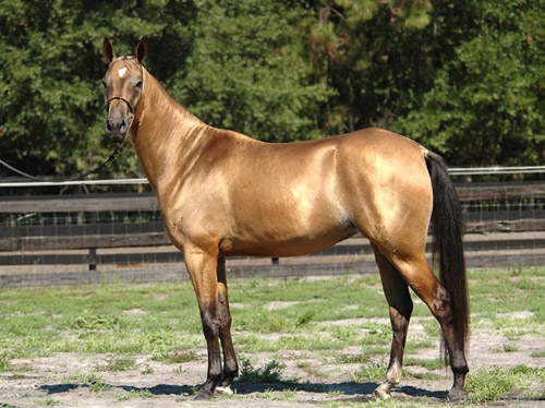 buckskin-akhal-teke.jpg
