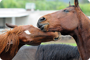 Nuzzling_Horses_4205381.jpg